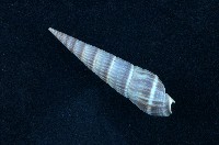 藏品(筍螺)的圖片